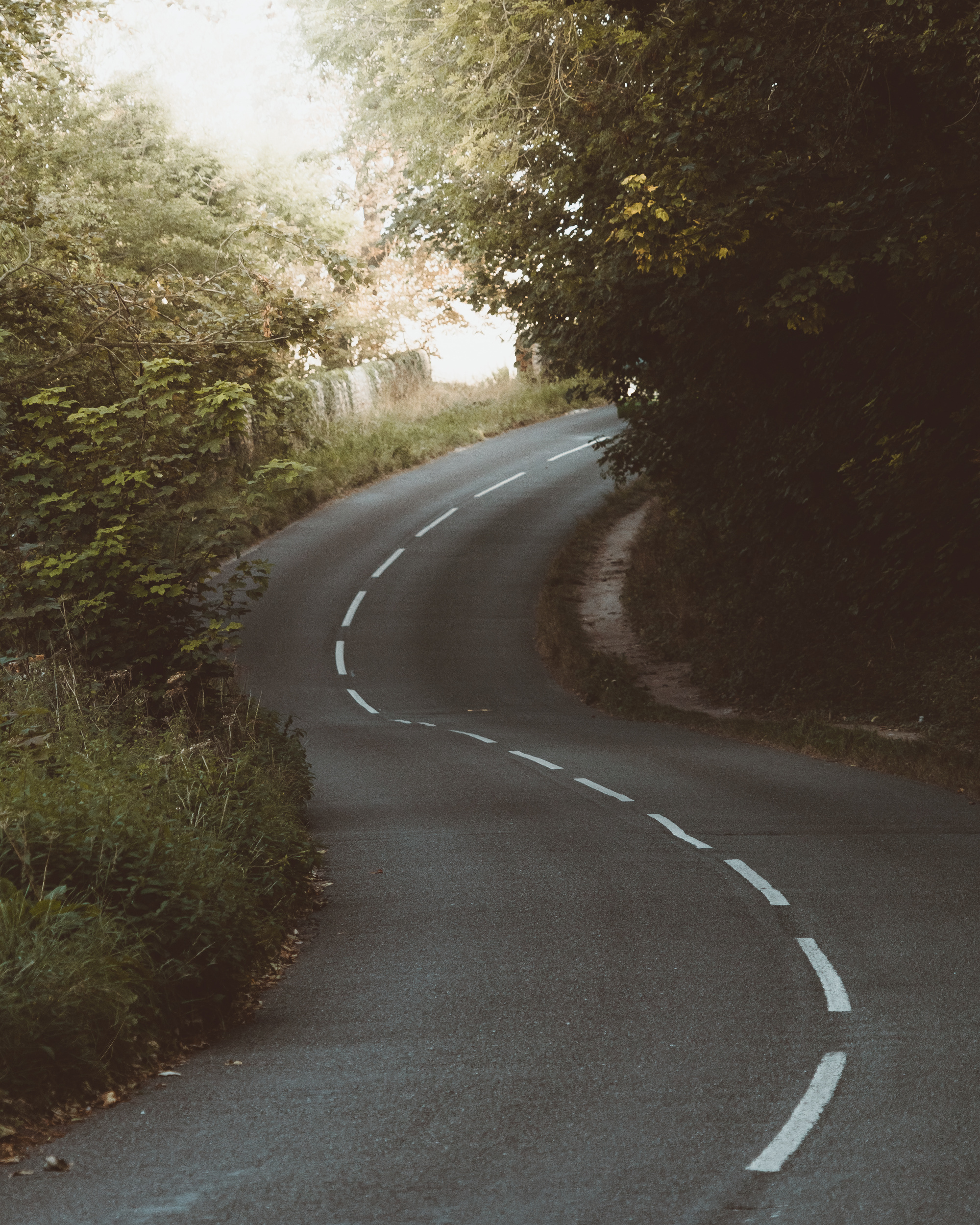 Asphalt road through dense green forest